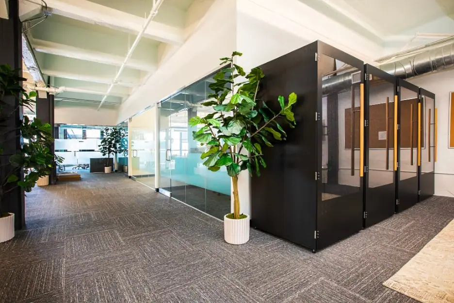 Open-plan office with glass partitions, black meeting pods and a fiddle-leaf fig